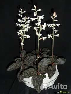 Орхидея лудизия