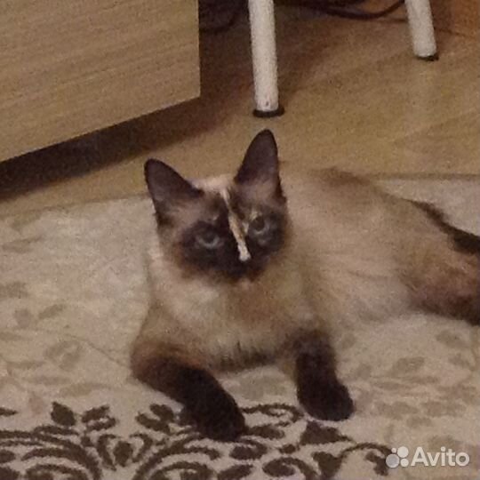 Отдам кошечку