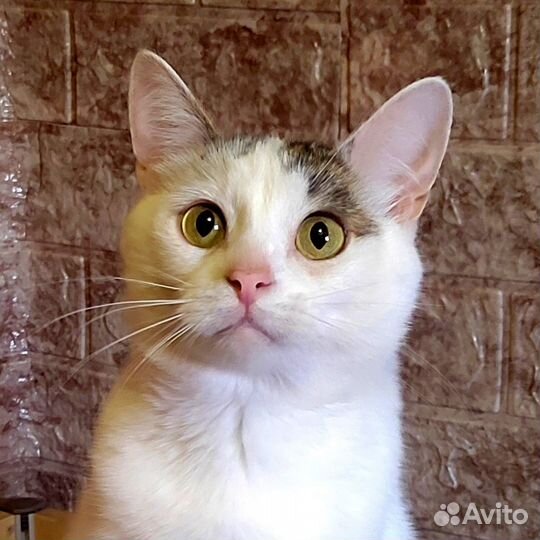 Молодой котик Гриша, в дар