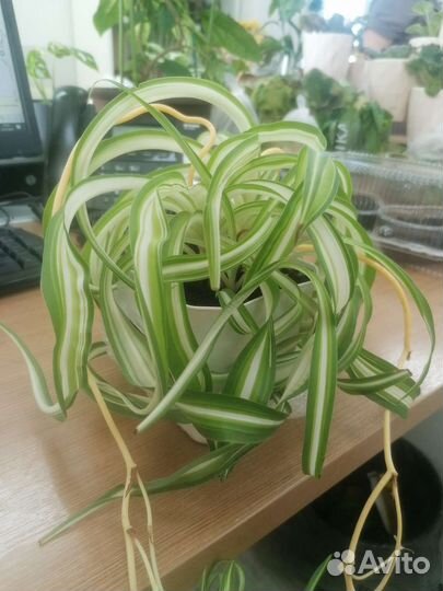 Комнатные цветы