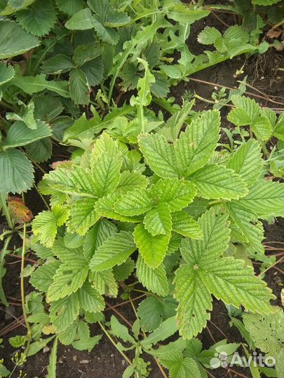 Саженцы. вишния, сливы,земляника,виктория