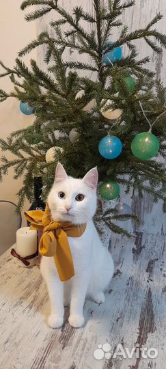 Кошечка ищет жениха