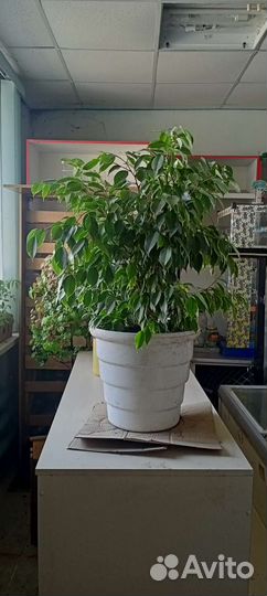 Фикус бенджамина
