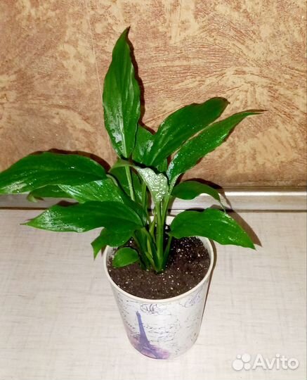 Спатифиллум