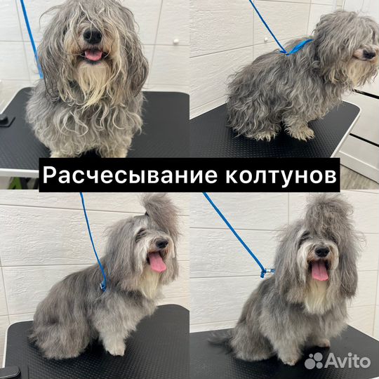 Стрижка собак мелких пород