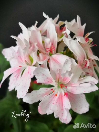 Пеларгония герань