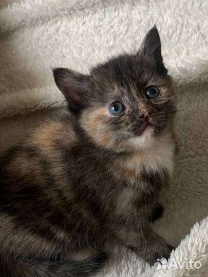 Котятки бесплатно