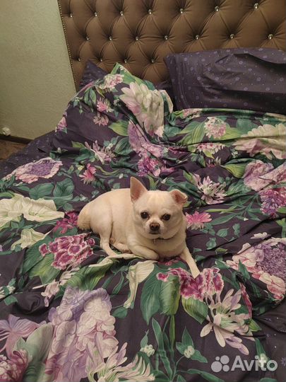 Ищу чихуахуа для случки