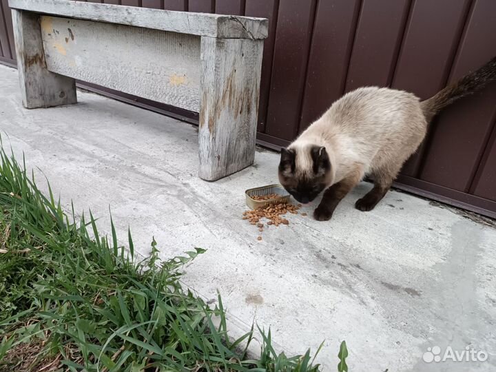 Кот в добрые руки