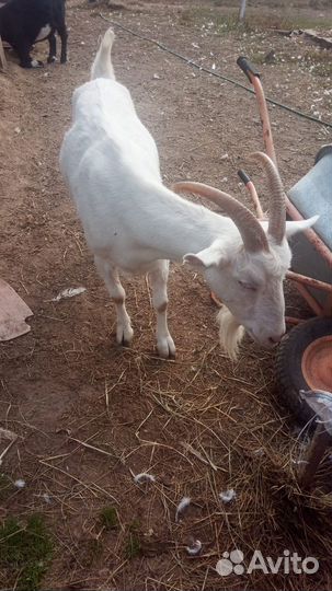 Козье молоко