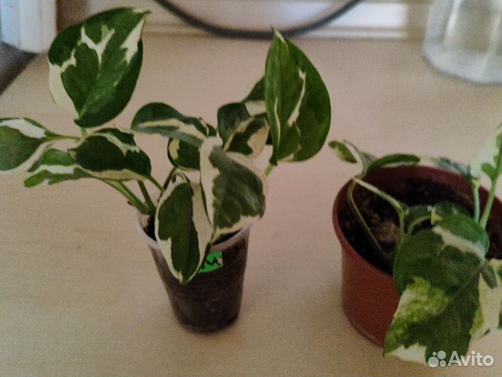 Сциндапсус Н-джой