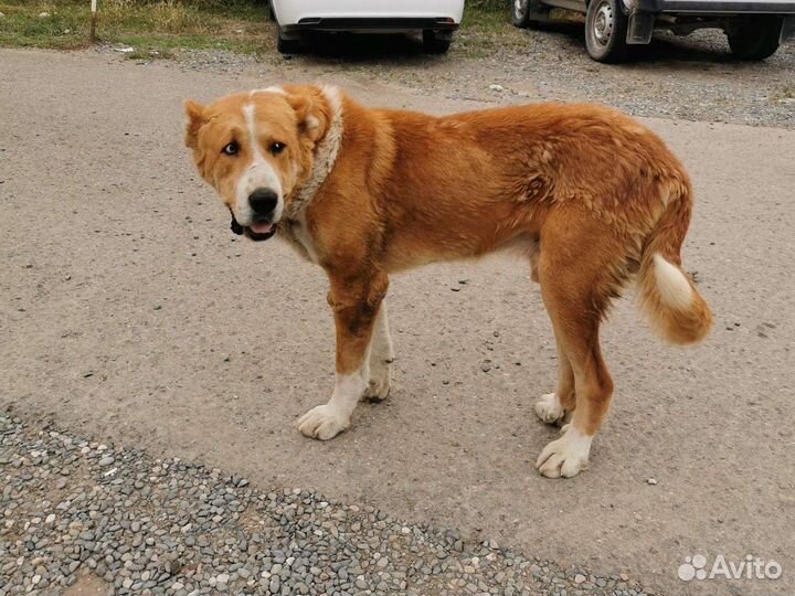 Собака в добрые руки алабай