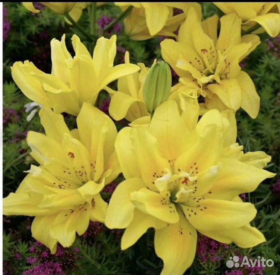 Лили луковицы