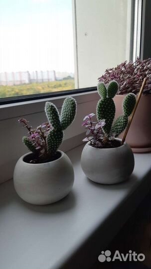 Кактусы и суккуленты