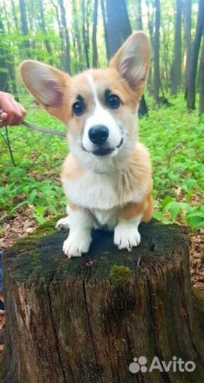Щенки корги