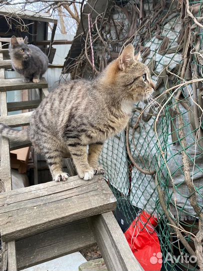 Котик подросток