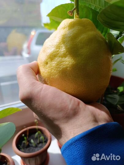 Лимонное дерево