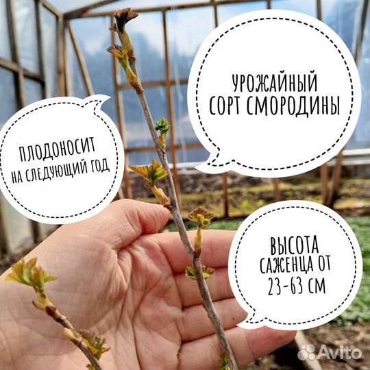 Саженец смородины 