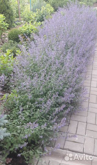 Котовник (куст, корень)