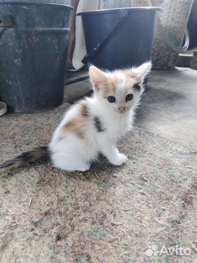Котята в добрые руки. Бесплатно