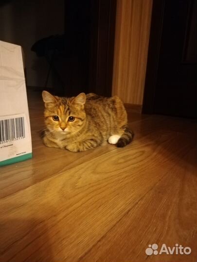 Кошечка в дар