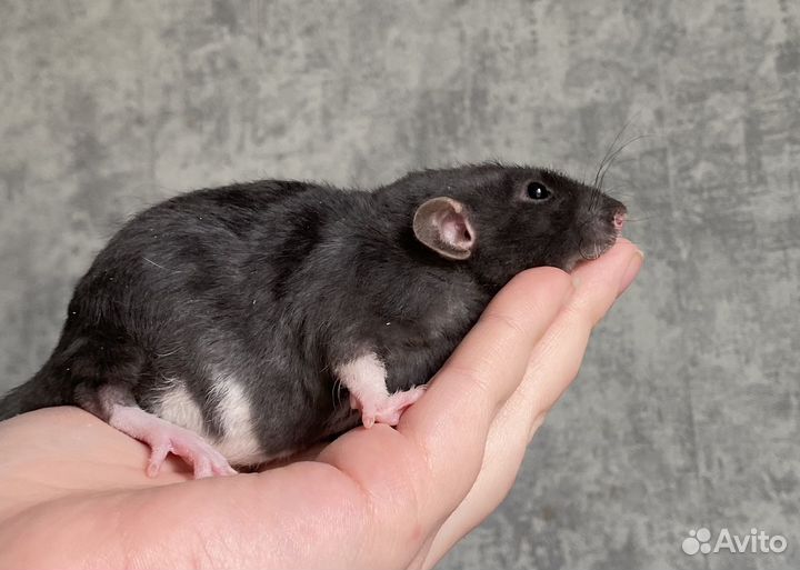 Крысята Дамбо девочки