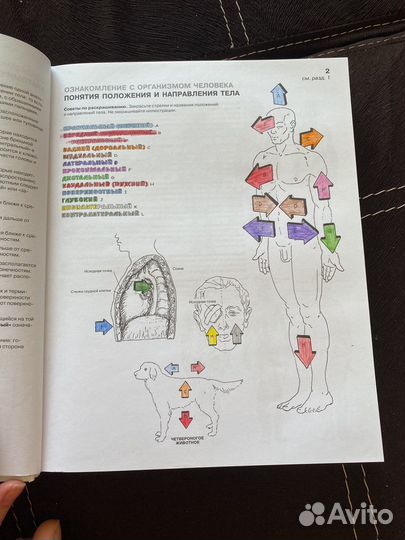 Книга анатомия человека атлас раскраска