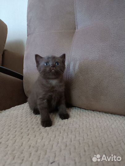 Британские котята