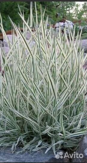 Многолетние растения