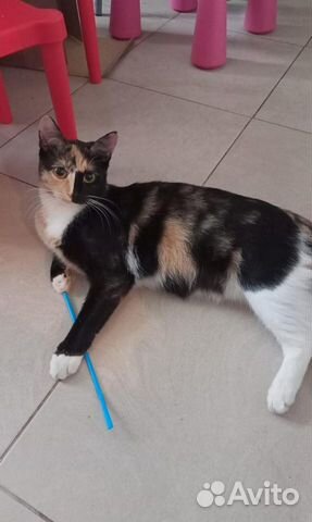 Цветная, молодая кошка в добрые руки