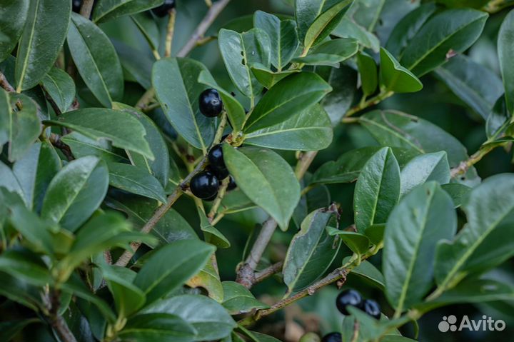 Лавровишня Лекарственная и Лузитанская, семена
