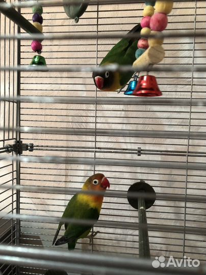 Попугаи неразлучники с клеткой