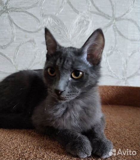 Котик, 4 месяца