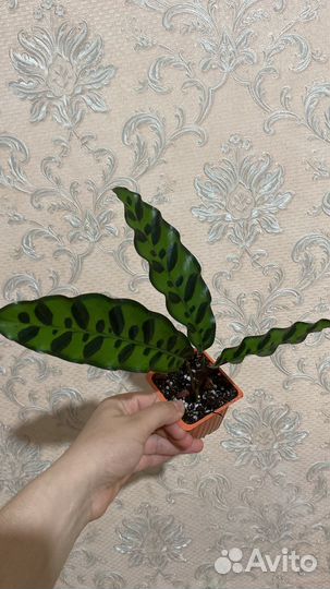 Калатея лансифолия