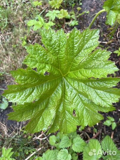 Дармера щитовидная