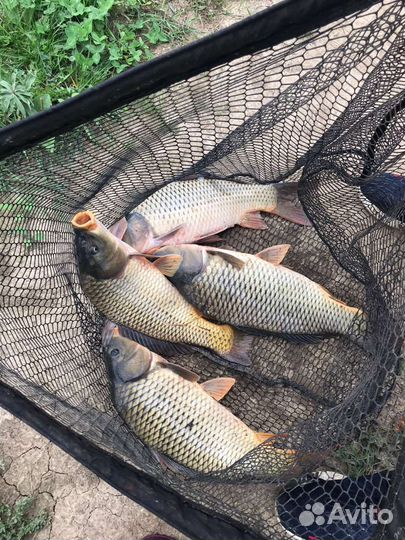 Платная рыбалка