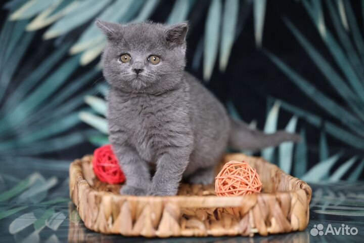 Британские котята. Классика