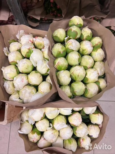 Пионы.пион.розы.букет.кустовая роза