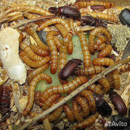 Сверчок (кормовые насекомые)