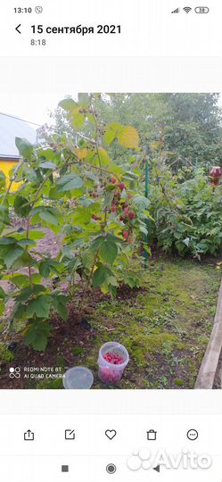 Саженцы ремонтантной малины