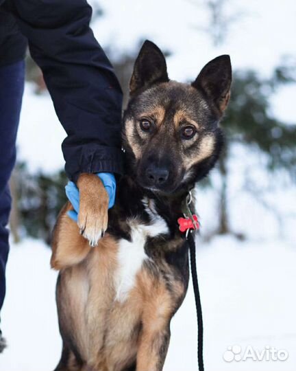 Симпатяга Рекс