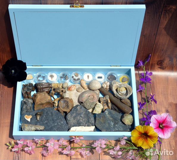 Наборы окаменелостей