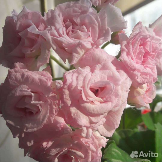 Пеларгония герань Rococo