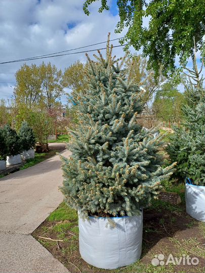 Ель колючая Глаука 200-225