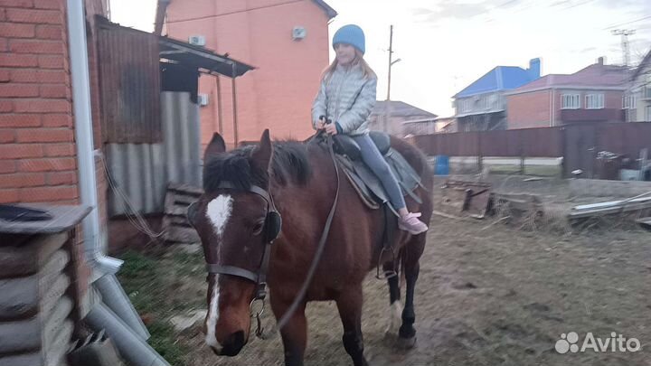 Продам лошадь