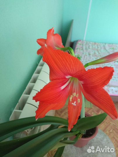 Гименокаллис, гипеаструм, хойя и др