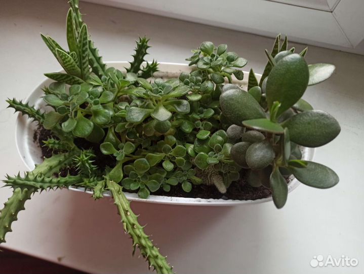 Комнатные цветы