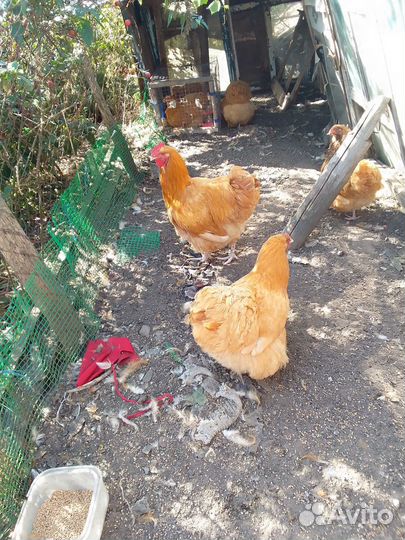 Орпингтон палевый