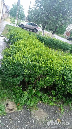 Продаются кусты самшита 30 штук