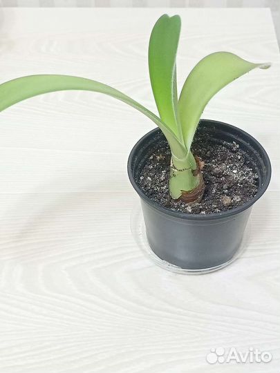 Гемантус или олений язык